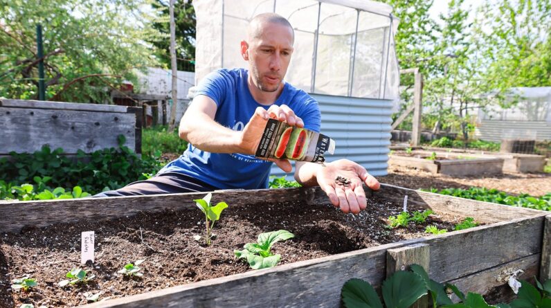 10 Crops You’d Be FOOLISH Not to Plant in May
