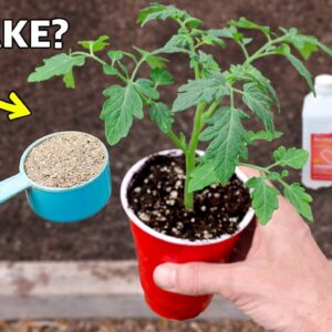 5 Mistakes That Will DESTROY Your Tomatoes…