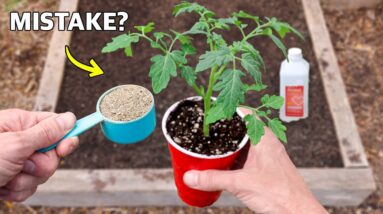 5 Mistakes That Will DESTROY Your Tomatoes…