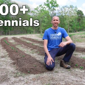 Planting Over 300 Perennial Fruits at the Permaculture Farm