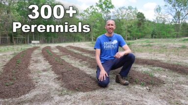 Planting Over 300 Perennial Fruits at the Permaculture Farm