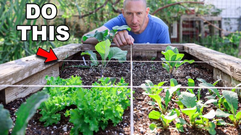 SQUARE FOOT Gardening, My Clever Way to Grow MORE Food in LESS Space
