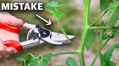 TRIGGER Tomatoes to FRUIT MORE, How to Prune Tomato Plants the BEST WAY