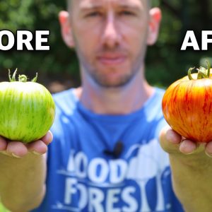 Doing This Makes Tomatoes Ripen Fast and NEVER Stop Producing