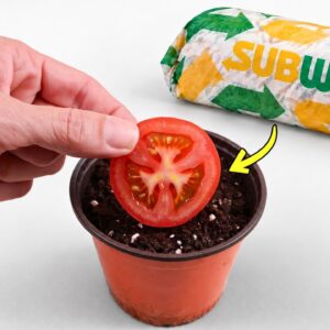 What Happens When You Grow a Tomato from a Subway Sandwich?