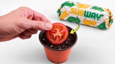 What Happens When You Grow a Tomato from a Subway Sandwich?