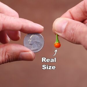 I Grew the WORLD'S smallest VEGGIE